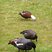 Paradise Shelduck